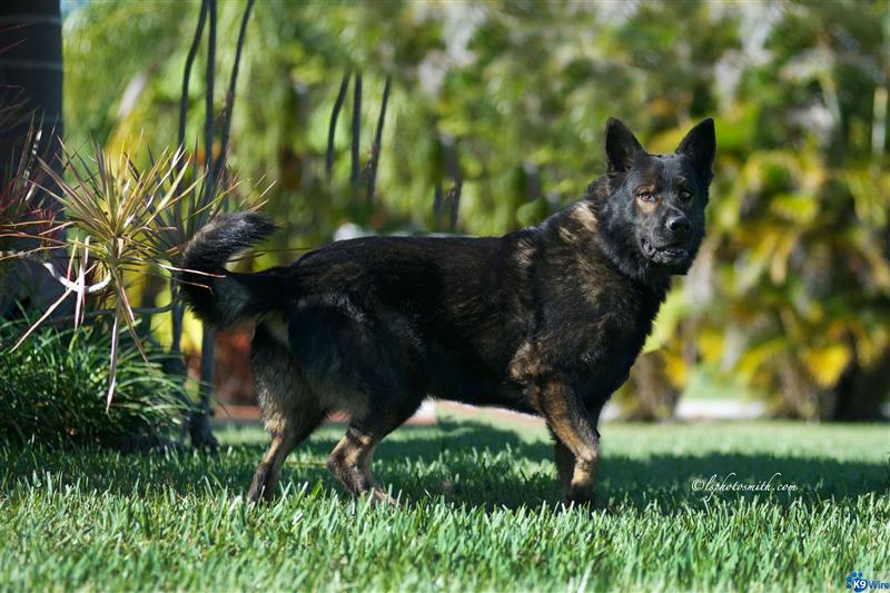 Wyatt von Hena-c - RIP